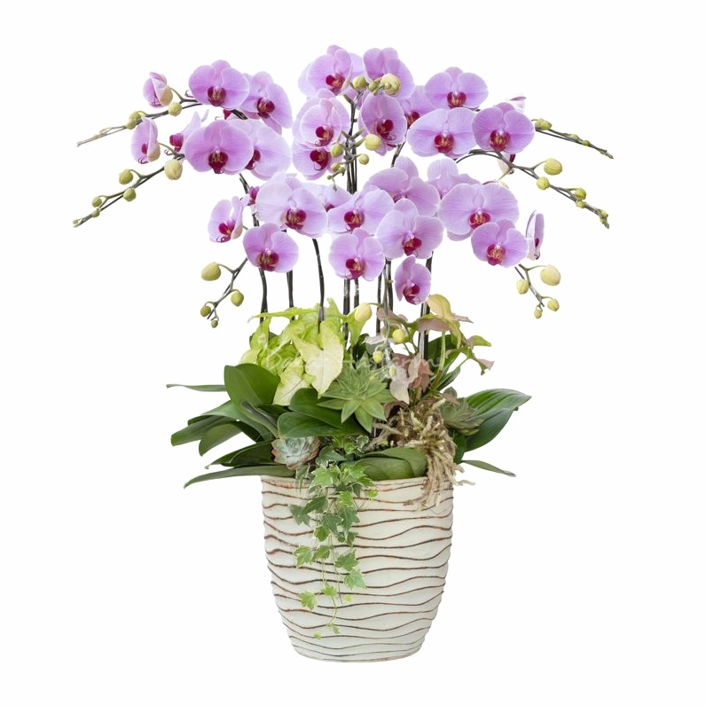 Lan Hồ Điệp Hồng Phát 112 khoe vẻ đẹp rạng rỡ với những cành hoa nở đều trong chậu trang trí