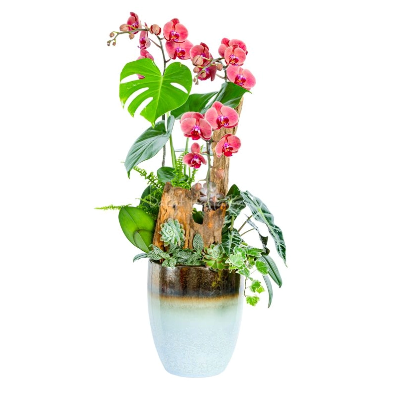 Lan Hồ Điệp Hưng Thịnh 118 được sắp xếp thanh thoát với nhiều tầng hoa nở đẹp mắt