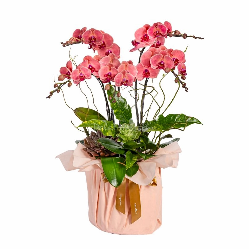 Lan Hồ Điệp Hưng Thịnh 122 nổi bật với phong thái rực rỡ và cách sắp đặt đầy sức sống