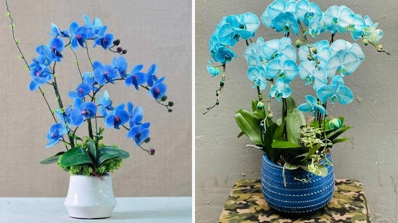 Lan Hồ Điệp màu xanh dương lạ mắt với sắc hoa mát dịu nổi bật trong không gian trang trí