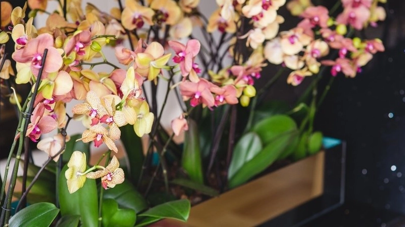 Lan Hồ Điệp mini khoe những cánh hoa nhỏ duyên dáng trong dáng chậu gọn gàng
