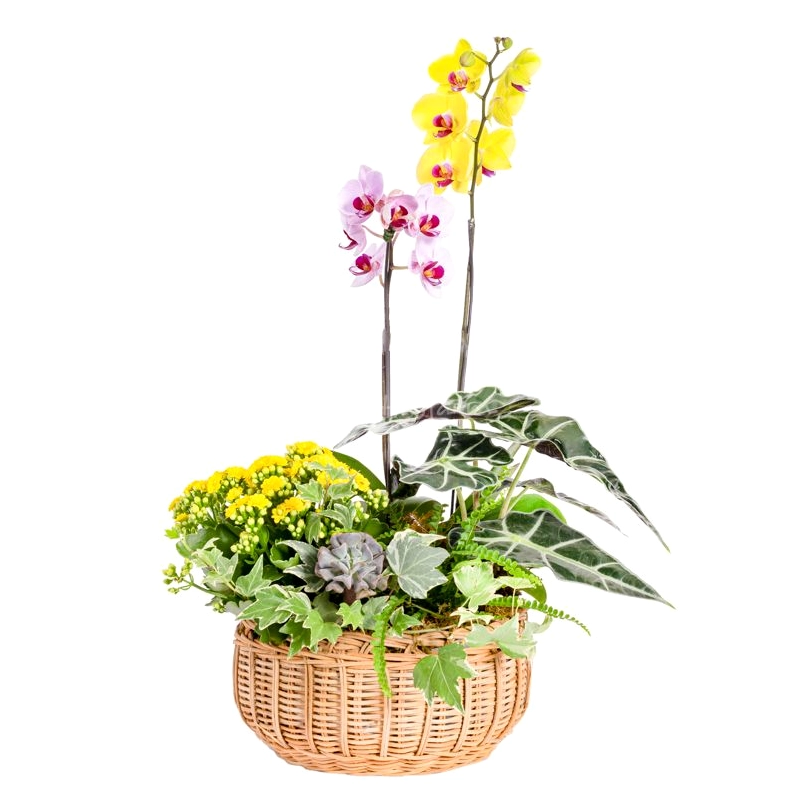 Lan Hồ Điệp Như Ý 113 nổi bật với thế hoa cân xứng và vẻ đẹp gọn gàng thanh thoát