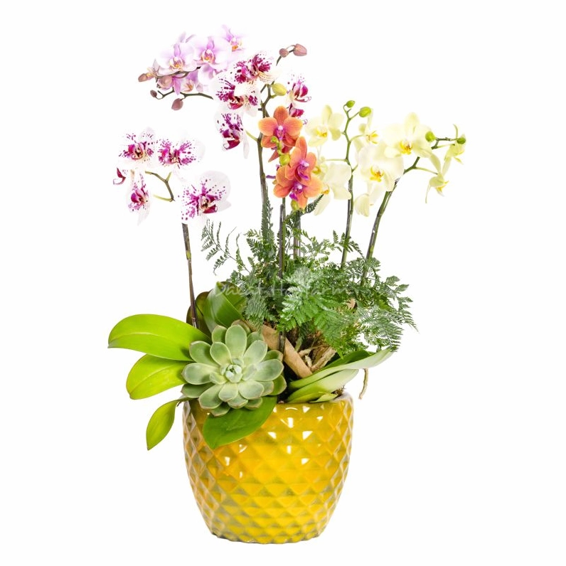 Lan Hồ Điệp Như Ý 115 mang dáng vẻ mềm mại, cành hoa uốn duyên và đầy cảm hứng