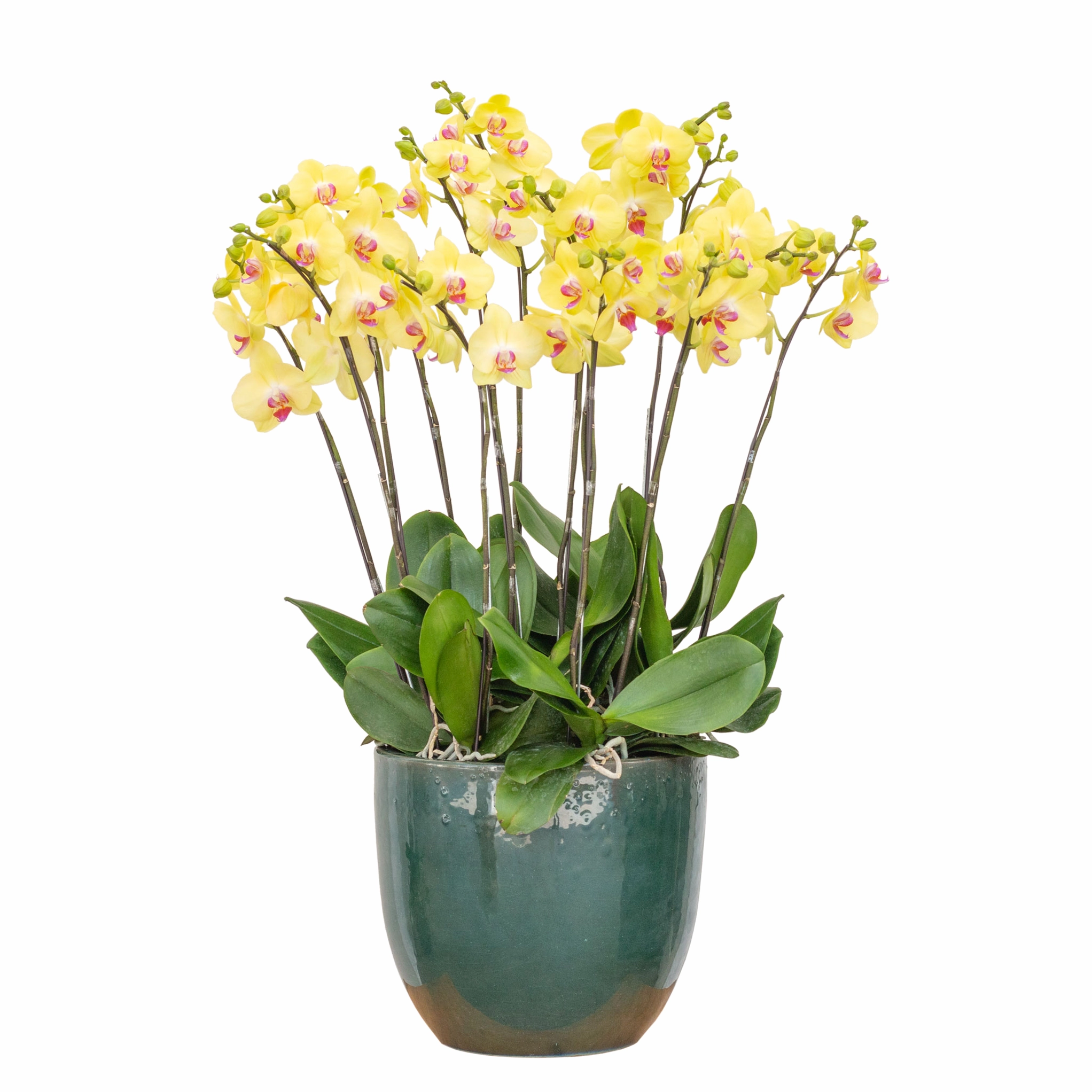 Lan Hồ Điệp Thành Ý 077 được bài trí gọn gàng với những cành hoa vươn cao đầy thanh lịch