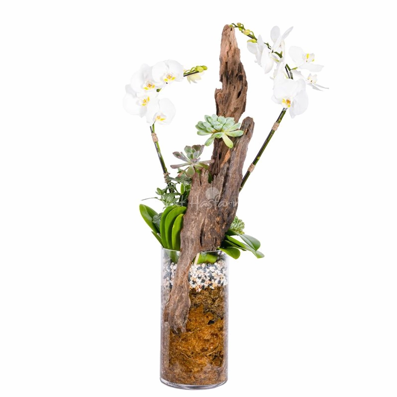 Lan Hồ Điệp Thịnh Vượng 119 mang sắc thái nổi bật, gợi cảm giác no đủ và phát triển