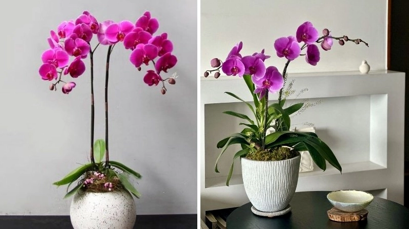 Lan Hồ Điệp tím nở thành chùm sang trọng với sắc tím sâu đầy cuốn hút