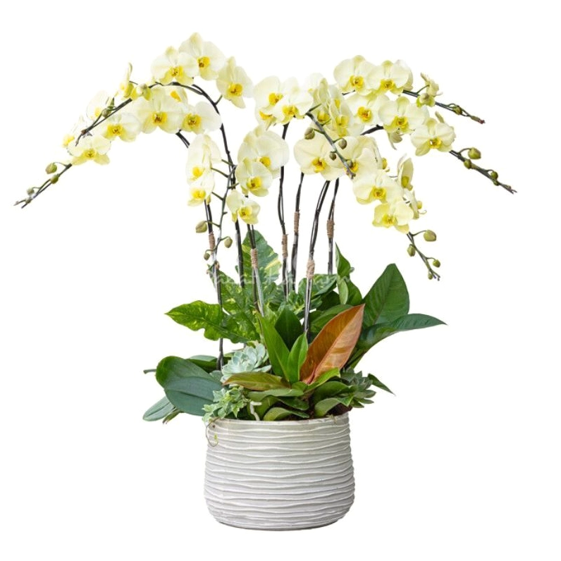 Lan Hồ Điệp Vạn Hạnh 109 mang thần thái trang nhã với cụm hoa nổi bật trong bố cục sang trọng