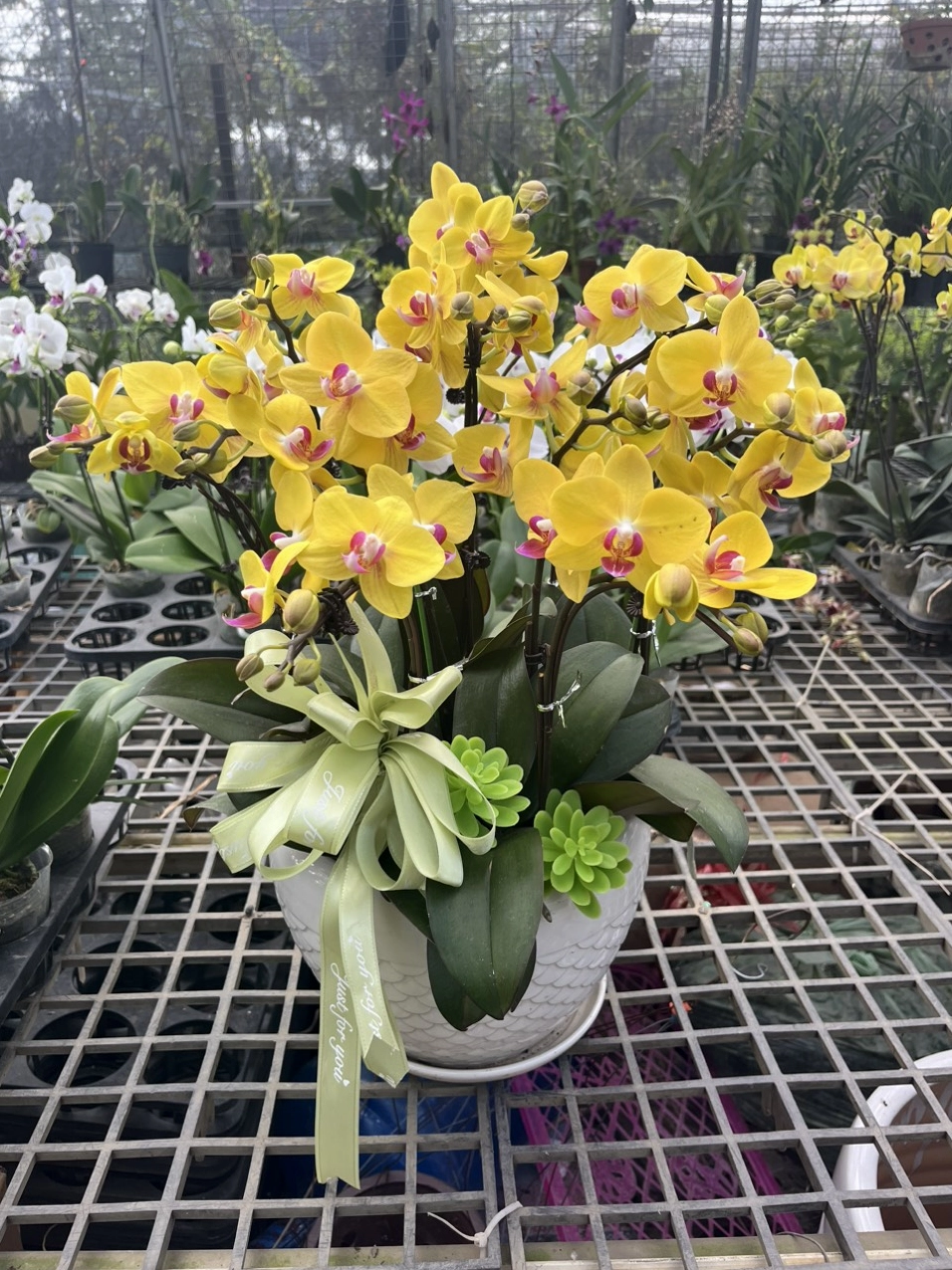 Lan hồ điệp vàng mini nhiều cành rực rỡ tạo sắc ấm khi phối với nhóm cây lá xanh trong không gian trang trí