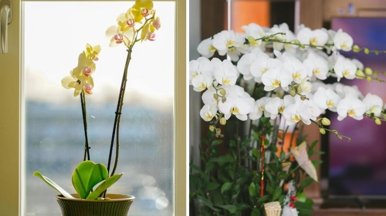 Lan Hồ Điệp vàng và trắng phối màu hài hòa tạo vẻ đẹp tươi sáng và thanh nhã