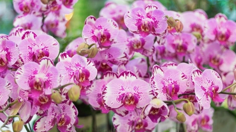 Lan Hồ Điệp vệt đốm và vân mây với hoa văn tự nhiên sinh động trên từng cánh hoa