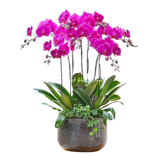 Lan Hồ Điệp Viên Mãn 006 với thế hoa cân đối, tạo cảm giác đầy đặn và êm dịu cho không gian