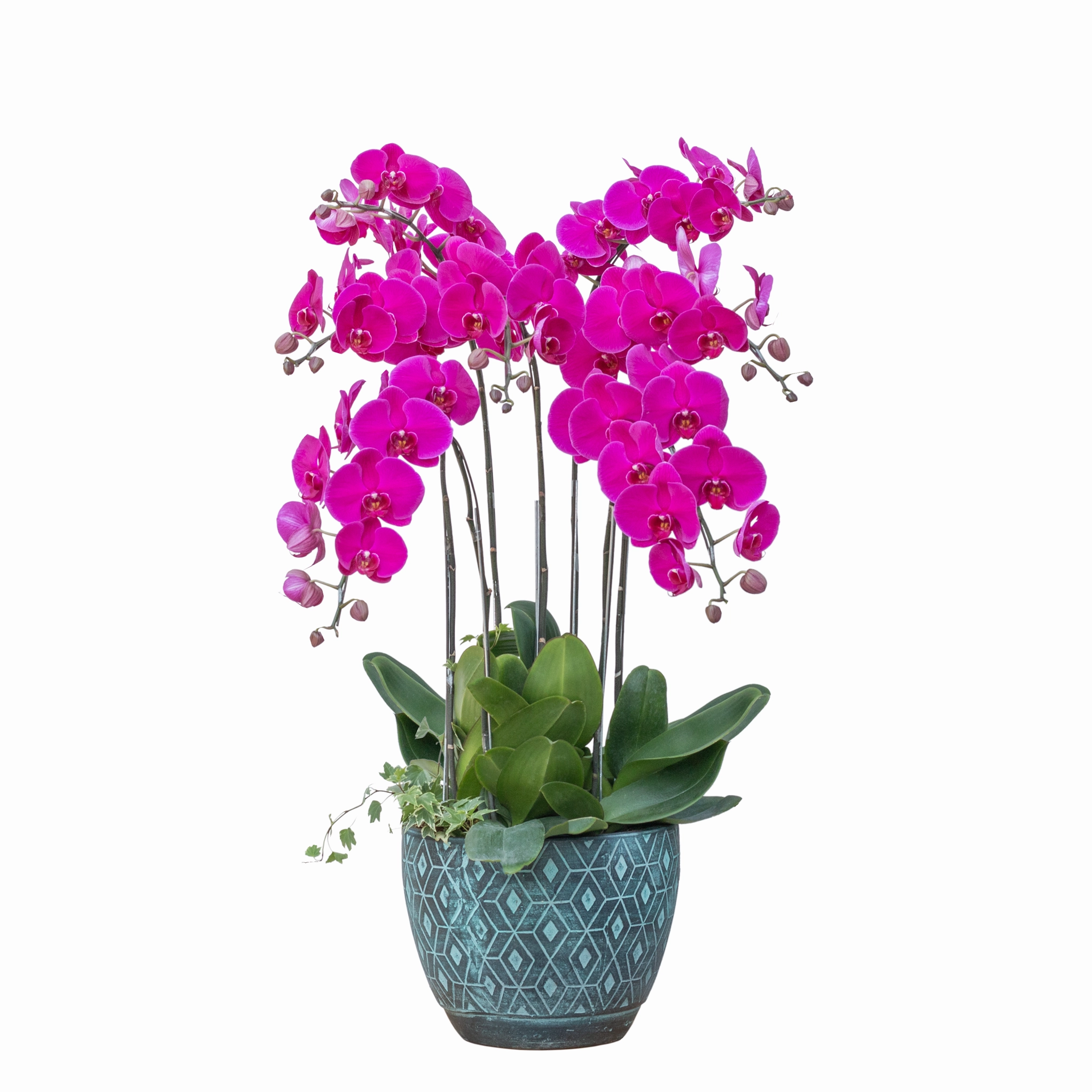 Lan Hồ Điệp Viên Mãn 076 với bố cục hài hòa, sắc hoa dịu dàng và đường nét mềm mại