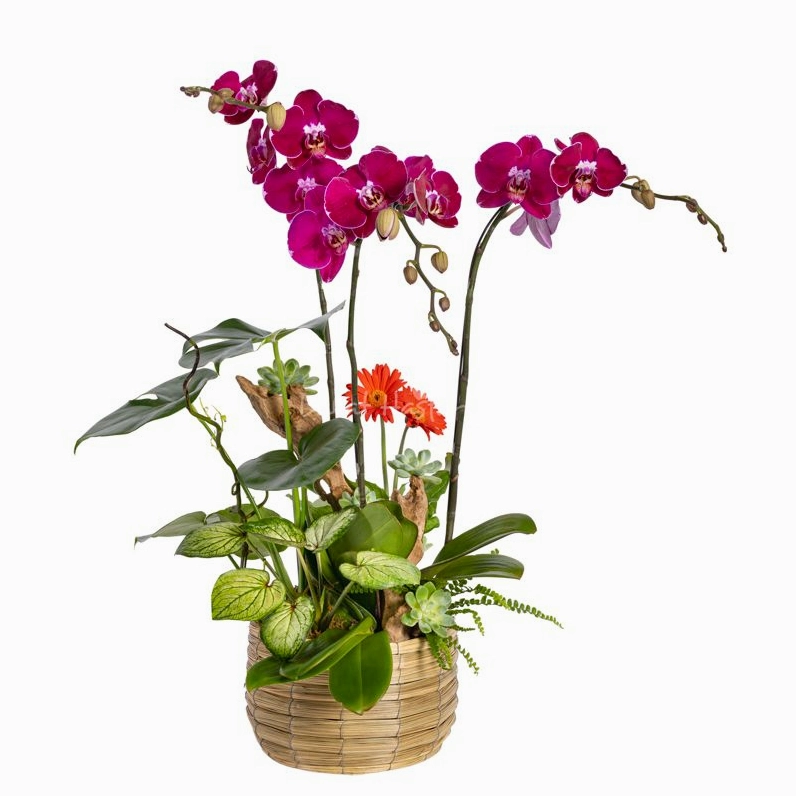 Lan Hồ Điệp Viên Mãn 117 toát lên vẻ yên ả với sắc hoa bền đẹp và cân đối