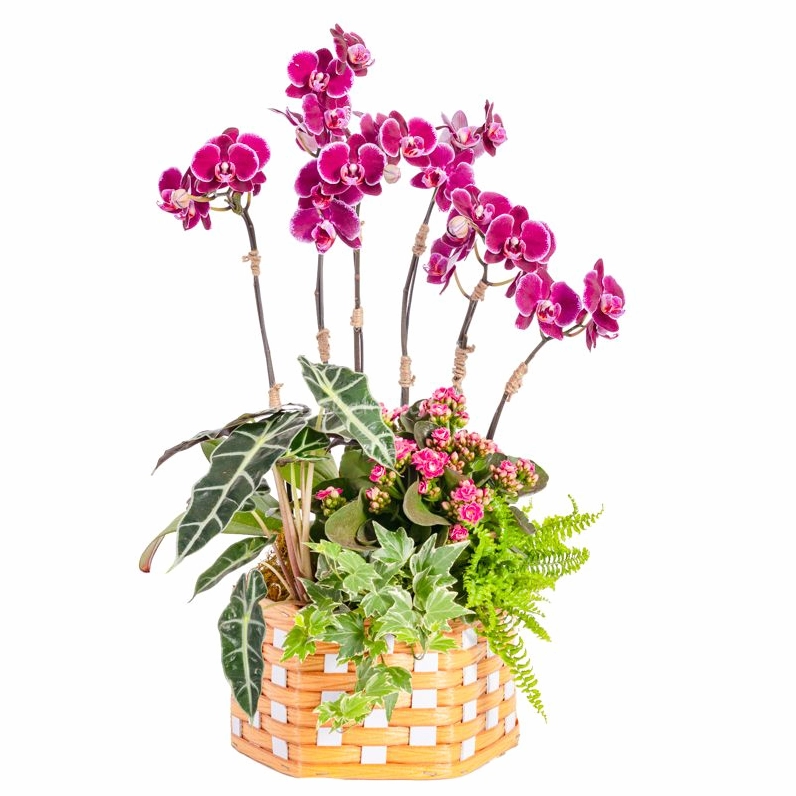 Lan Hồ Điệp Viên Mãn 121 gây ấn tượng bởi những cành hoa nở đều, tạo cảm giác sum vầy