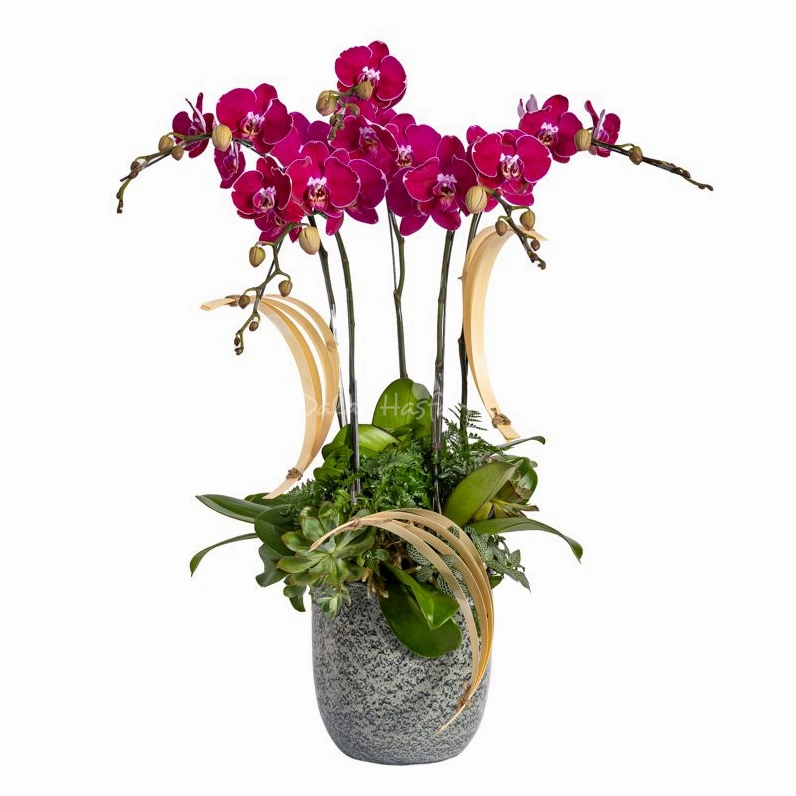 Lan Hồ Điệp Viên Mãn 123 mang vẻ đẹp mềm mại với các tầng hoa xếp đều trong chậu trang nhã