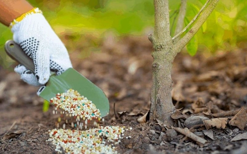 Lịch bón phân cho Cây Mận được theo dõi theo từng giai đoạn phát triển