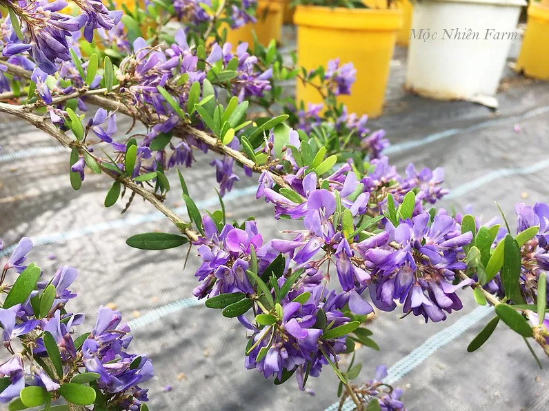 Linh sam Sông Hinh hiện lên nổi bật với bộ lá nhỏ đẹp và thần thái rất riêng của giống quý