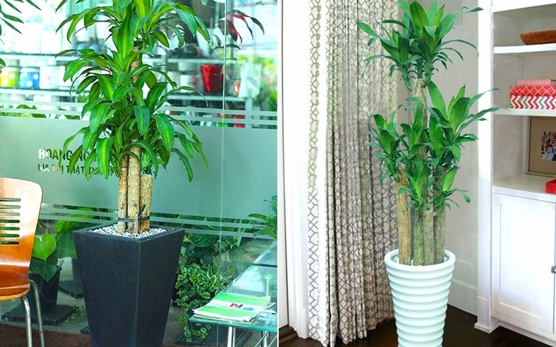 Lưu ý khi chăm sóc cây Thiết Mộc Lan để lá xanh khỏe và hạn chế úng rễ
