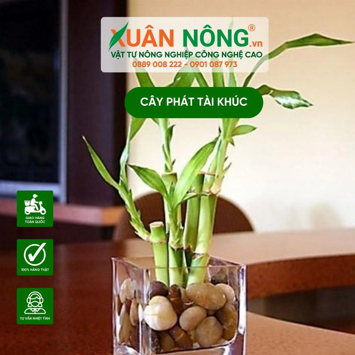 Lưu ý khi trồng Cây Phát Tài Khúc trong nước để lá xanh và thân không úng