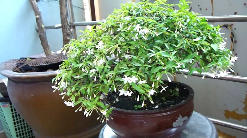 Mai Chiếu Thủy duyên dáng với dáng hoa thanh nhỏ và vẻ mềm mại đặc trưng