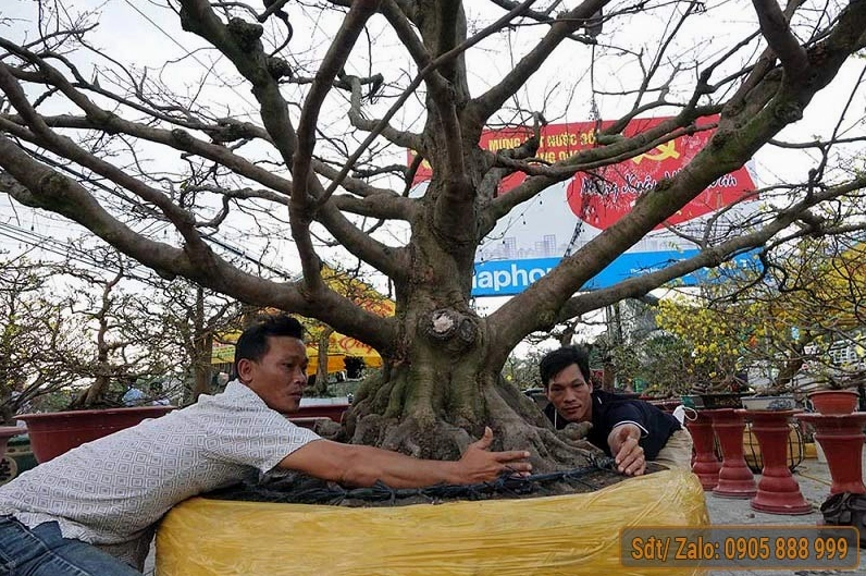 Mai cổ thụ mang dáng thế vững chãi cùng chùm hoa nở rực ở đầu cành