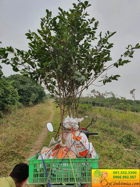 Mai Tứ Quý được vận chuyển giao đến người chơi cây với dáng cây khỏe mạnh