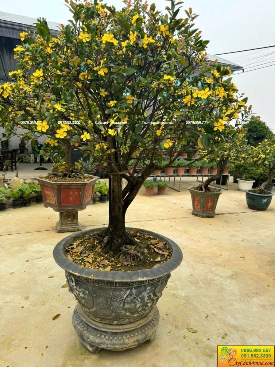 Mai Tứ Quý trồng chậu lớn với thân cây vững chắc và thế cây đầy đặn