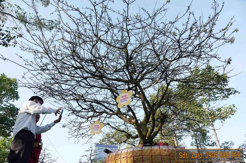 Mai vàng cổ thụ với thân sần sùi và cành vươn rộng tạo nên vẻ đẹp xưa cũ