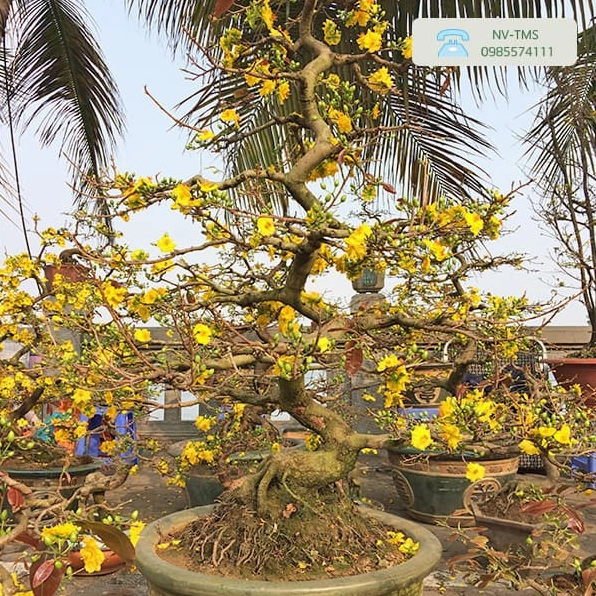 Mai vàng Tết nở vàng rực trong chậu cảnh trang trí không gian đón xuân