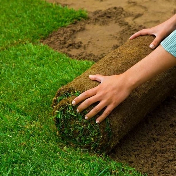 Mảng cỏ sân vườn xanh tươi trải rộng như tấm thảm tự nhiên trước không gian nhà ở