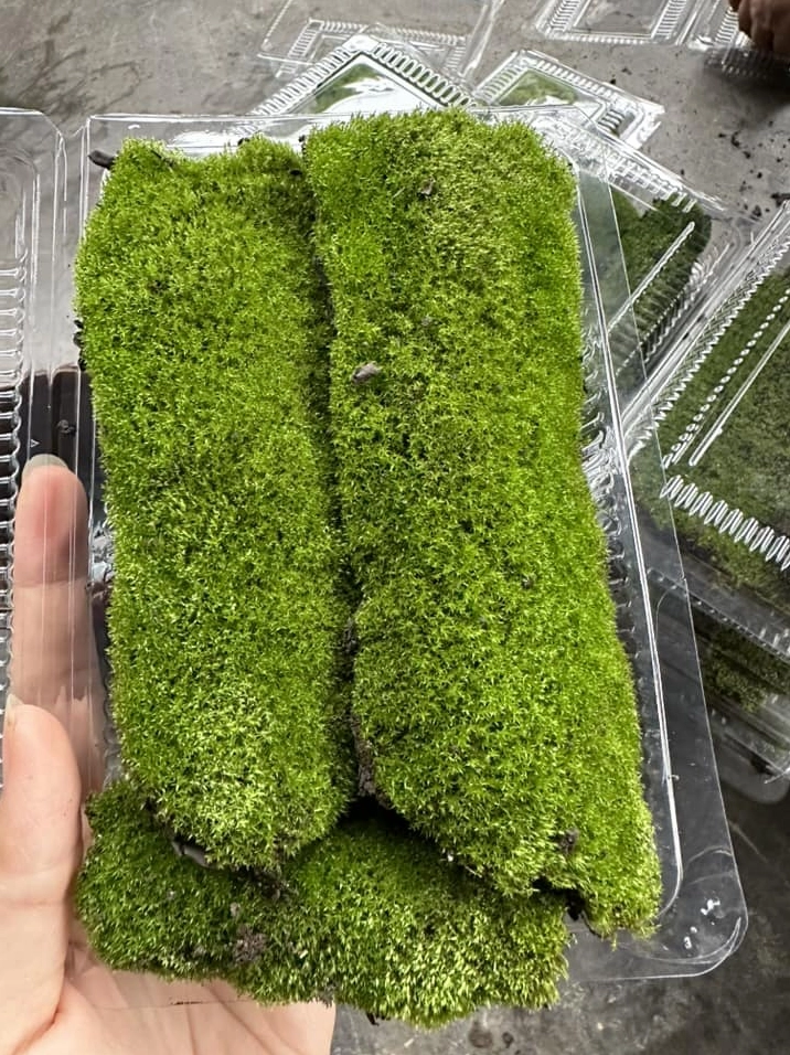 Mảng rêu nhung dày màu xanh đậm dùng để đắp bonsai và tạo nền tiểu cảnh xanh mướt