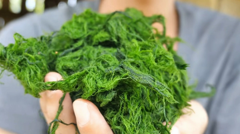 Mảng Rêu Núi xanh thẫm thể hiện rõ đặc điểm mềm mượt của rêu đá nơi suối sạch