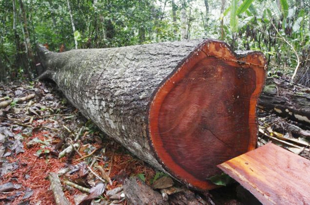 Mặt gỗ của cây lim xanh có màu nâu trầm và kết cấu chắc nặng