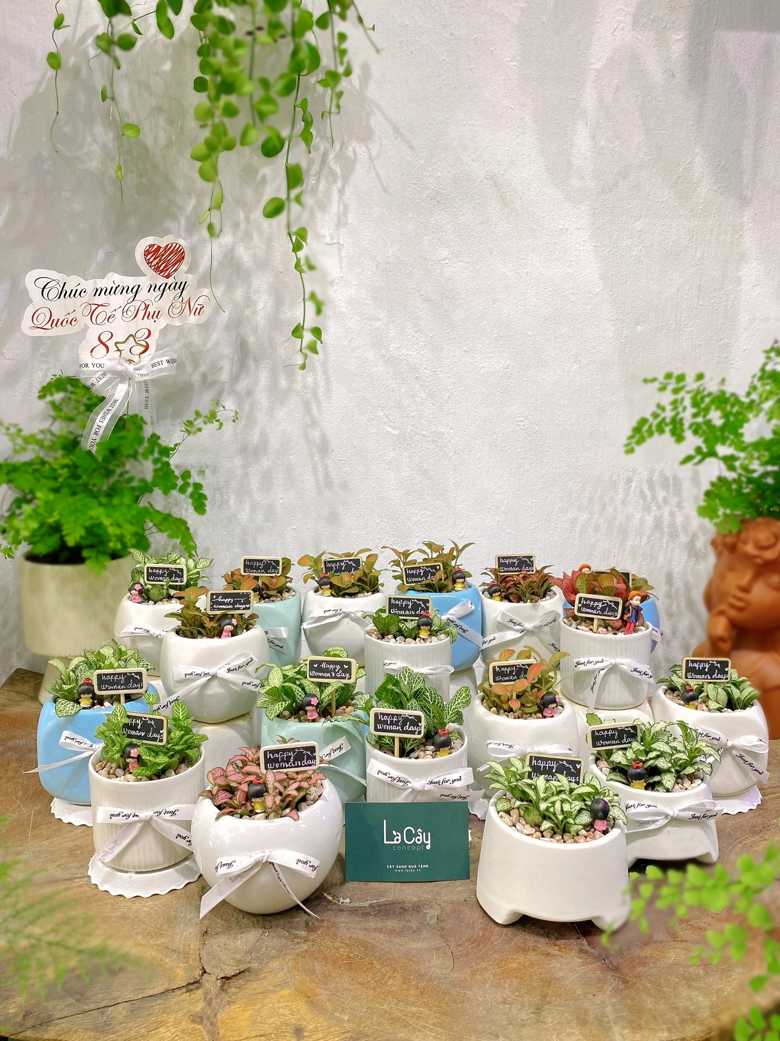 Mẫu Cây Lá May Mắn có tán lá thấp, màu sắc nổi và vẻ đẹp dễ thương phù hợp làm quà tặng