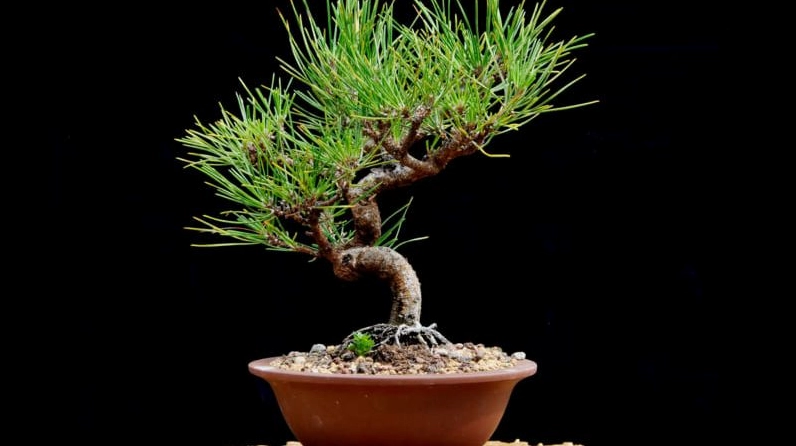 Mẫu Cây Phi lao bonsai mini với thân nhỏ và tán xanh gọn gàng thích hợp trưng bày