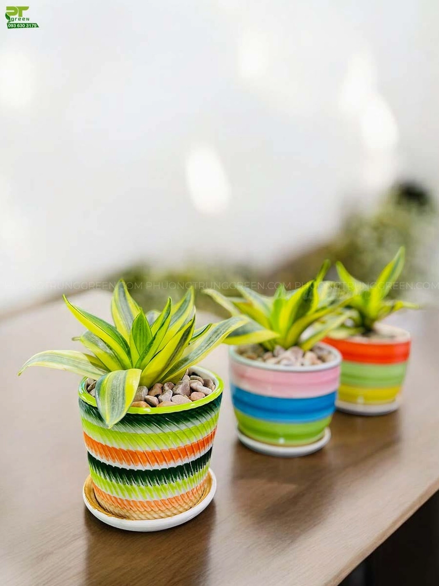 Mẫu chậu cây Lưỡi Hổ để bàn với cụm lá xanh vàng mọc dày và cân đối