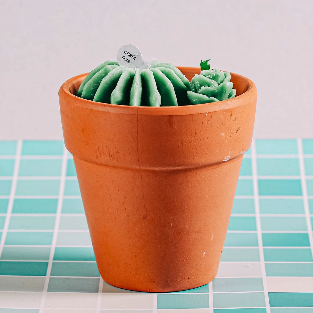 Mẫu chậu xương rồng mini màu xanh với hương forest flower tạo cảm giác nhẹ nhàng và tinh tế