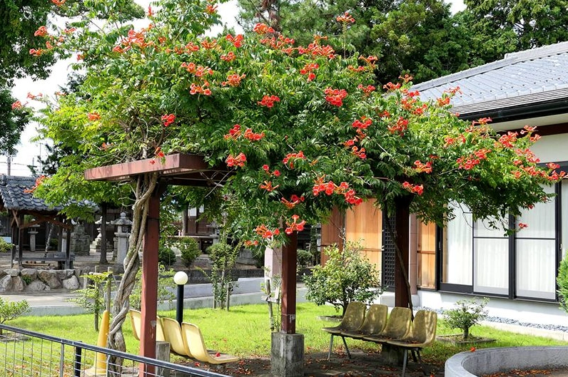 Mẫu giàn hoa đẹp trong sân vườn với đường nét kiến trúc chắc chắn và hài hòa