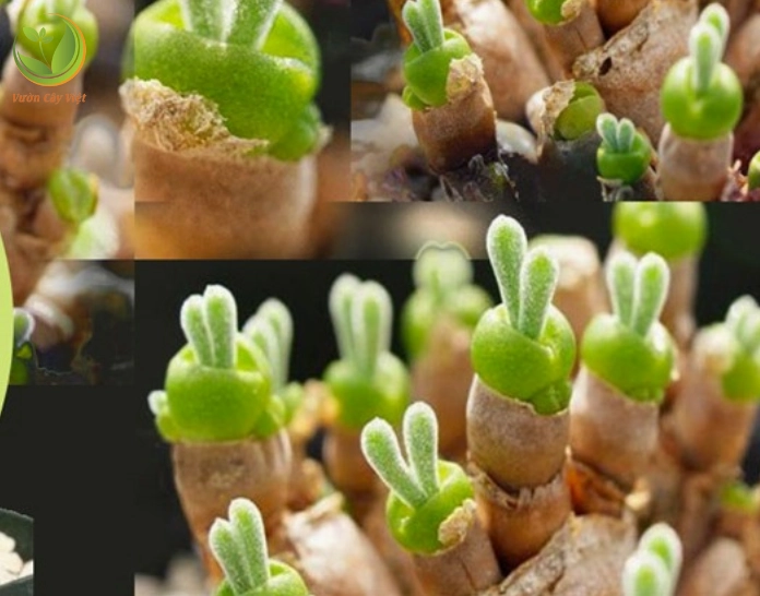 Minh họa cách chăm sóc Sen Đá Tai Thỏ để cây xanh khỏe và hạn chế úng nước