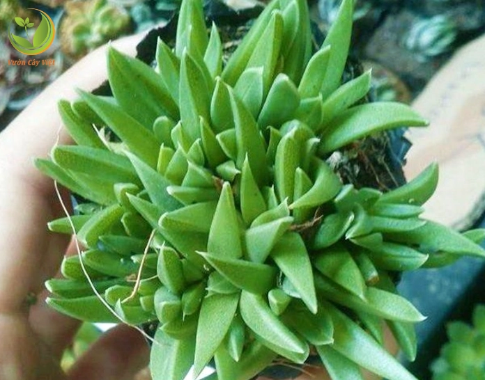 Minh họa cách nhân giống Sen Đá Cỏ Ngọc bằng cành để tạo thêm chậu cây mới