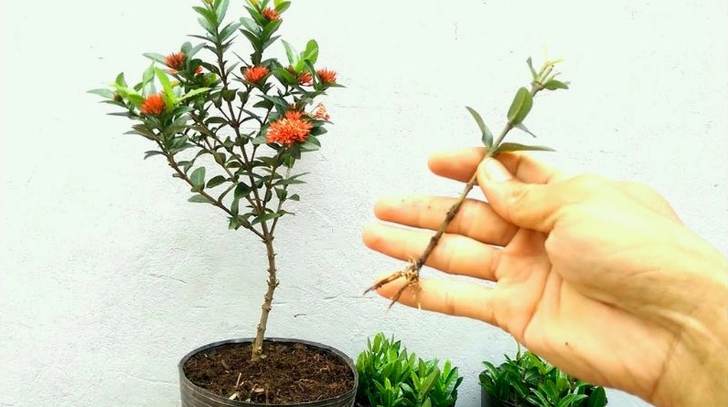 Minh họa cách trồng cây bông Trang tại nhà trong điều kiện đất thoát nước tốt
