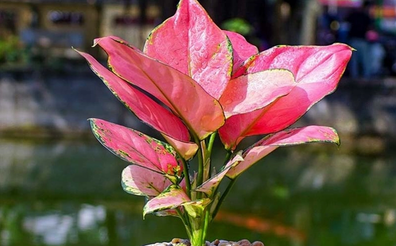 Minh họa cách trồng Cây Hồng Phát Lộc trong chậu với bộ lá căng mượt và màu sắc tươi sáng