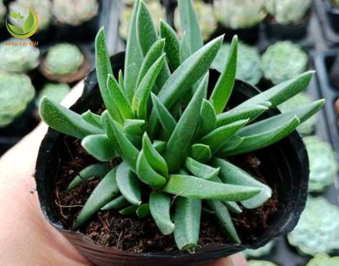 Minh họa cách trồng Sen Đá Cỏ Ngọc với giá thể thoáng và chậu phù hợp