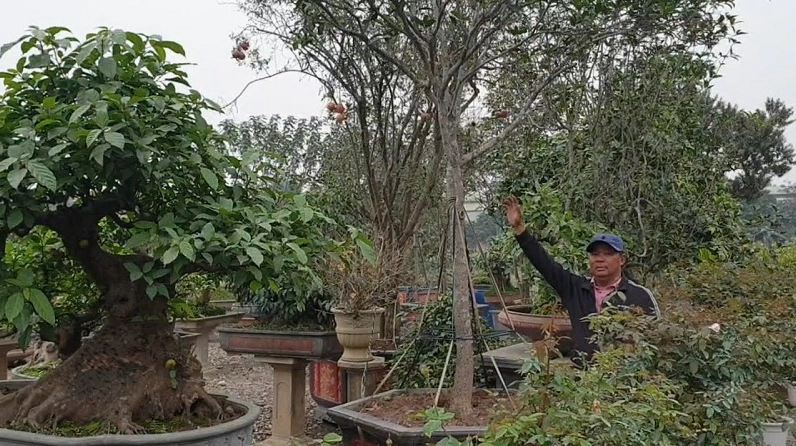 Mộc Hương bonsai với thân cây uốn dáng nghệ thuật, tán lá gọn và vẻ đẹp cổ kính sang trọng