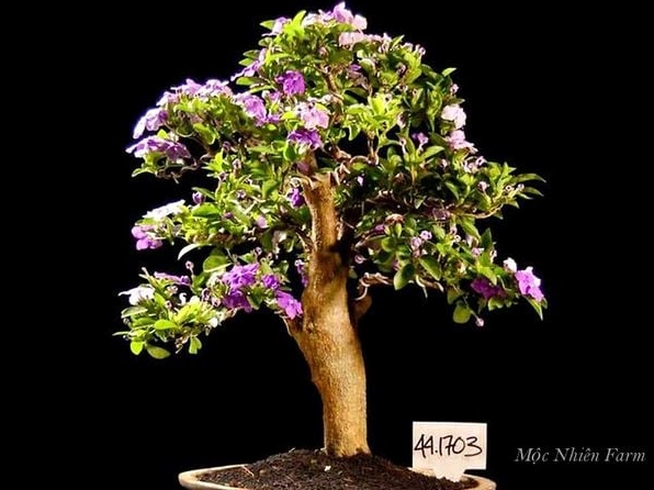 Một cây nhài Nhật bonsai với dáng nhỏ gọn thanh thoát mở ra ý tưởng trang trí ban công rất đẹp
