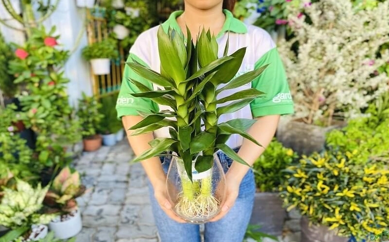 Một chậu cây cảnh mang khí chất cát lành với tán lá gọn đẹp gợi liên tưởng đến không gian sống thịnh vượng