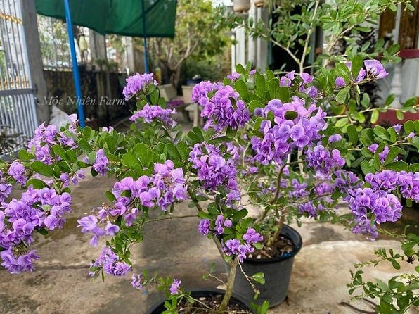 Một chậu Cây Linh Sam lá nhỏ nở rộ cho cảm giác thanh nhã và tươi sáng
