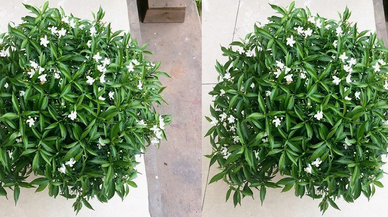 Một dáng mai chiếu thủy lá nhỏ nổi bật bởi tán lá mịn, bề mặt xanh thẫm và kết cấu gọn ghẽ