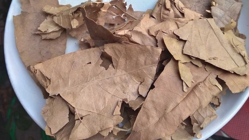 Một góc Cây Sa Kê với tán lá đậm màu và dáng cây khỏe khoắn