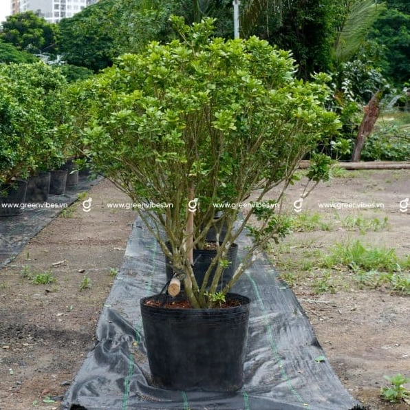 Một góc chụp Cây Ngâu Ta trong chậu với thân cây gọn chắc và tán lá được chăm sóc đều đẹp